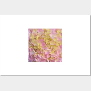 Yellow and Rose French Hydrangea Close Up Posters and Art